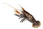 lobster_wiggling_antenna_md_wht.gif