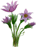 Flower of Manitoba